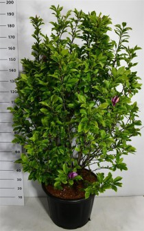 Magnolia 'Susan'