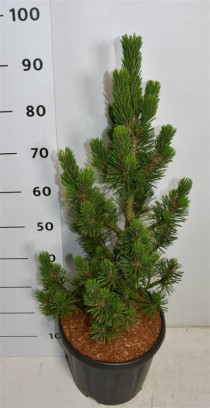 Pinus thunbergii 'Kotobuki'