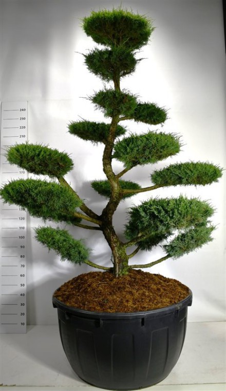 Juniperus media 'Hetzii'