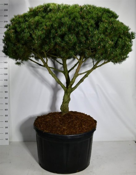 Pinus mugo 'Laurin'