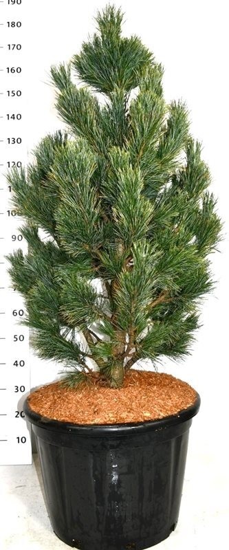 Pinus cembra 'Compacta Glauca'