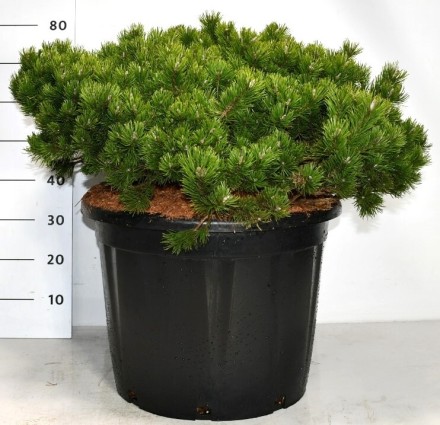 Pinus mugo 'Klosters Grun'
