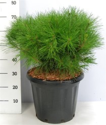 Pinus d. 'Alice Verkade'