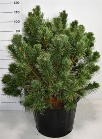 Pinus sylv. 'Chantry Blue'