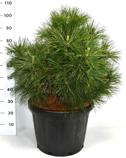 Pinus nigra 'Spielberg'