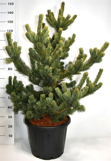 Pinus parv. 'Shizukagoten'