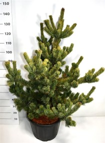Pinus parv. 'Shizukagoten'