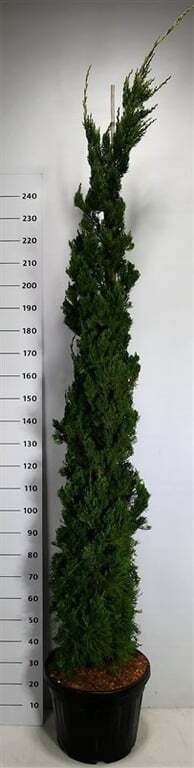 Juniperus chin. 'Kaizuka'