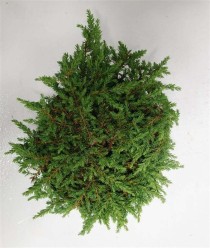 Juniperus comm. 'Green Carpet'