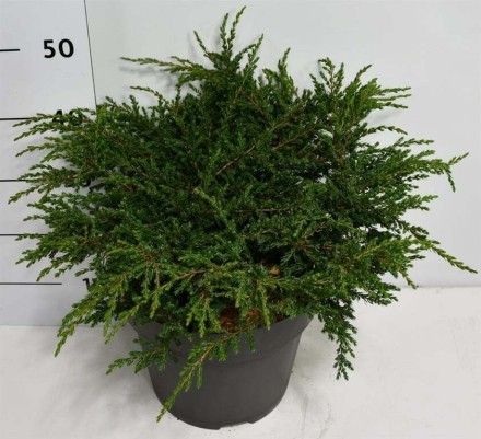 Juniperus comm. 'Repanda'