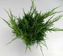 Juniperus pfitzeriana 'Mint Julep'