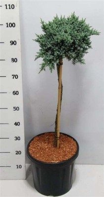 Juniperus squamata 'Tropical Blue'