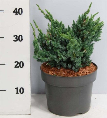 Juniperus squamata 'Meyeri'