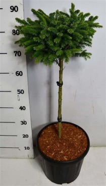 Picea omorika 'Nana'