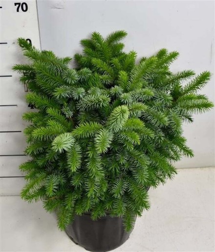 Picea sitchensis 'Papoose'