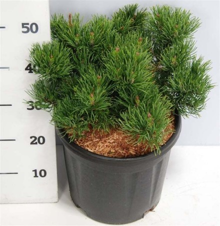 Pinus mugo 'Carsten'