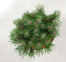 Pinus mugo 'Heideperle'