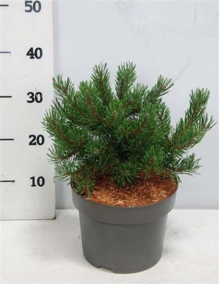 Pinus mugo 'Klosters Grun'