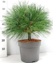 Pinus nigra 'Pierrick Bregeon'