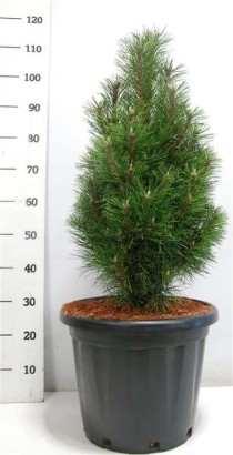 Pinus nigra 'Richard'