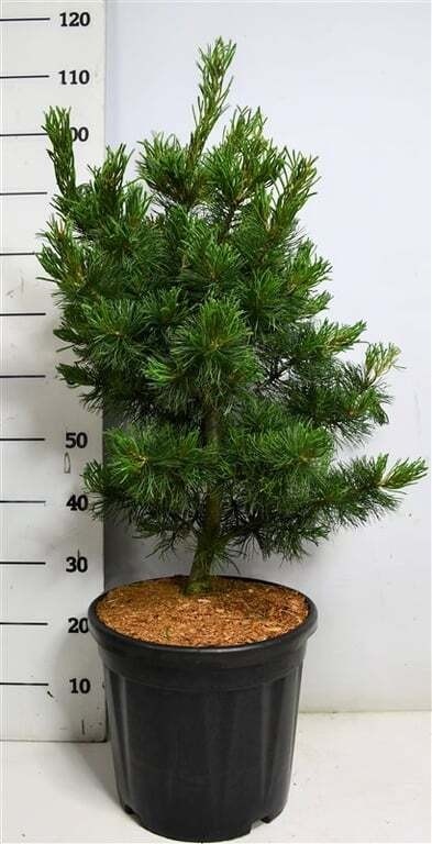 Pinus parviflora 'Bonsai'