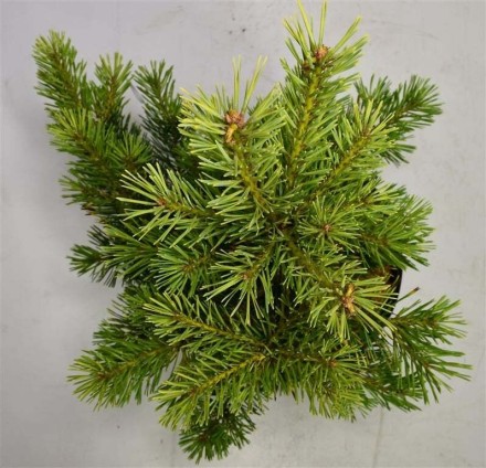 Pinus sylv. 'Aurea'