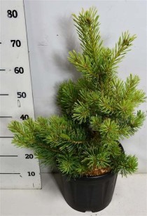 Pinus sylv. 'Aurea'