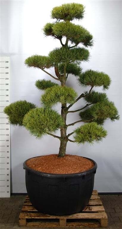 Pinus sylv. 'Norske Typ'