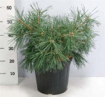 Pinus sylv. 'Repens'