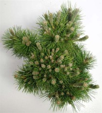 Pinus thunbergii 'Sayonara'