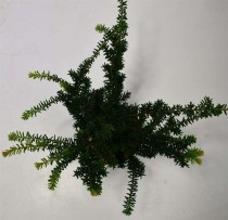 Taxus cuspidata nana